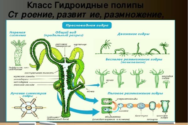 Кракен маркетплейс ссылка телеграмм