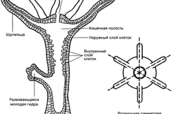 Зеркало kraken krakens16